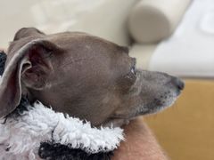 -申普宠物医院·心脏介入·心血管微创(总院)