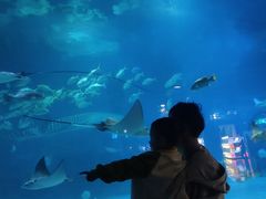 -烟台海昌鲸鲨海洋公园