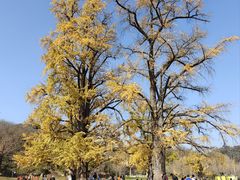 -千年银杏谷文化旅游区