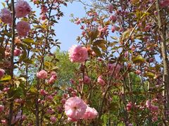 -长白岛森林公园