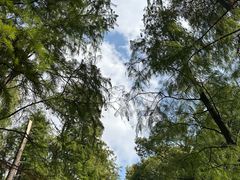 -上海共青森林公园