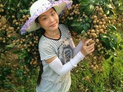 -从化深英荔枝黄皮龙眼采摘园