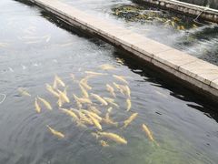 -天源渔港农庄