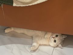 -老吴的猫·猫舍(新区店)