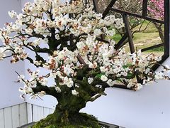 -香雪海