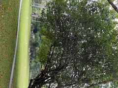 -荔香公园