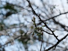 -东湖磨山景区