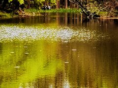 -上海共青森林公园