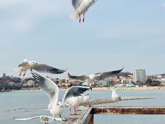 -青岛第二海水浴场