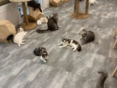 -楼上猫咖(罗湖店)