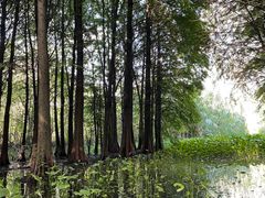 -溱湖国家湿地公园