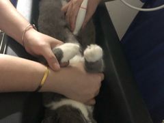 -凯特喵百思猫专科医院