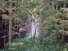 -黄海国家森林公园