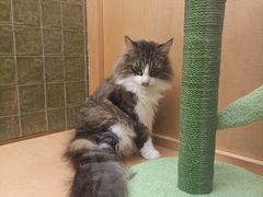 -帕帕拉兹宠物(亚洲旗舰店)