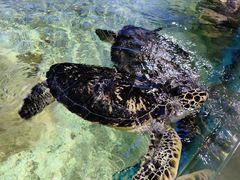 -福州罗源湾海洋世界旅游区