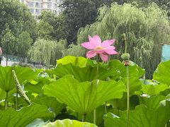 -石家庄市植物园