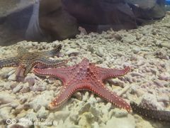 -石家庄海洋公园