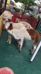 -萌宠亲子动物乐园(槐房万达店)