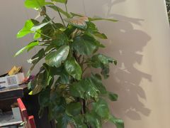 -福照楼汽锅鸡·云南菜(护国路店)