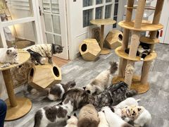 -楼上猫咖(罗湖店)