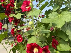 -天津东丽湖风景区