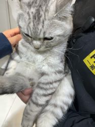 -飞梵造型