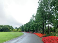 -上海滨江森林公园
