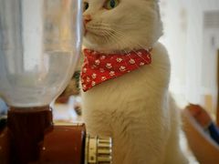 -猫咖时代(中山亭店)