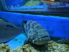 -顺德南宏海立方海洋公园