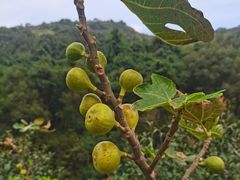 -长沙黑麋峰国家森林公园