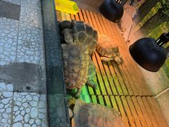 -上海大自然野生昆虫馆(东方明珠·爬宠昆虫探索中心)