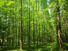 -黄海国家森林公园