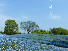 -花开海上生态园