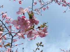 -林妈妈村·日式料理(宝山龙湖天街店)