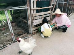 -樂桃源奉贤黄桃种植采摘基地