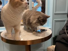 -遇见羊驼·奶狗咖·布偶猫咖·法斗柯基柴犬阿拉斯加(春熙路太古里IFS店)