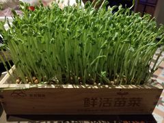 活体豌豆苗-左庭右院鲜牛肉火锅(新梅广场店)