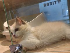 -BABIT巴比特宠物(MOMOPARK店)