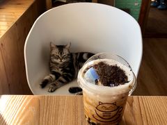 -猫的茶·猫咖