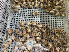 花螺-金龙渔港(双楠店)