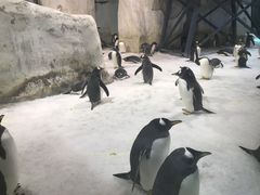 -大连圣亚海洋世界