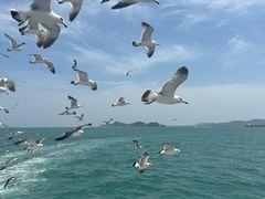 -海驴岛(荣成市)
