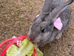 -前小桔亲子创意农场·草莓采摘·露营烧烤