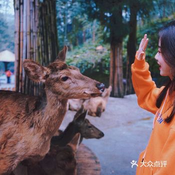 在四川可以投食大老虎的动物园