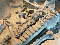 -自贡恐龙博物馆