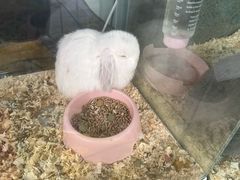 -青石桥花鸟鱼虫市场(叠翠城店)