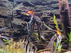 -上海海洋水族馆