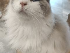 -楼上猫咖(罗湖店)