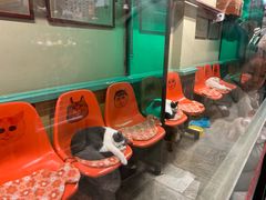 -猫咪博物馆(顶澳仔猫街店)