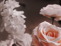 -泰尚臻Siam Essence